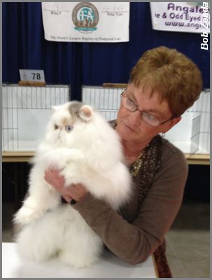 Katzenfur Special One